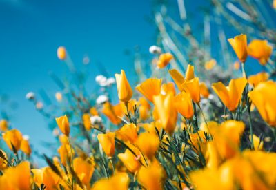 Photo Botanical wallpaper
