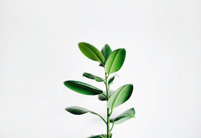 Photo Botanical wallpaper