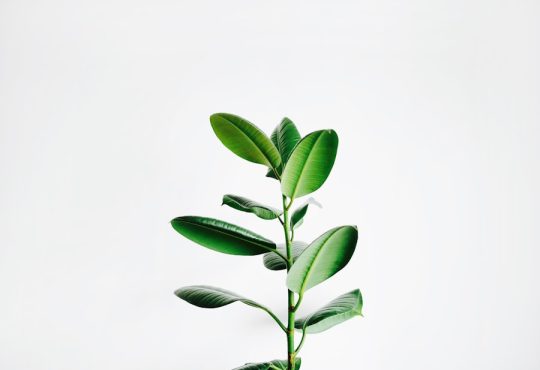 Photo Botanical wallpaper