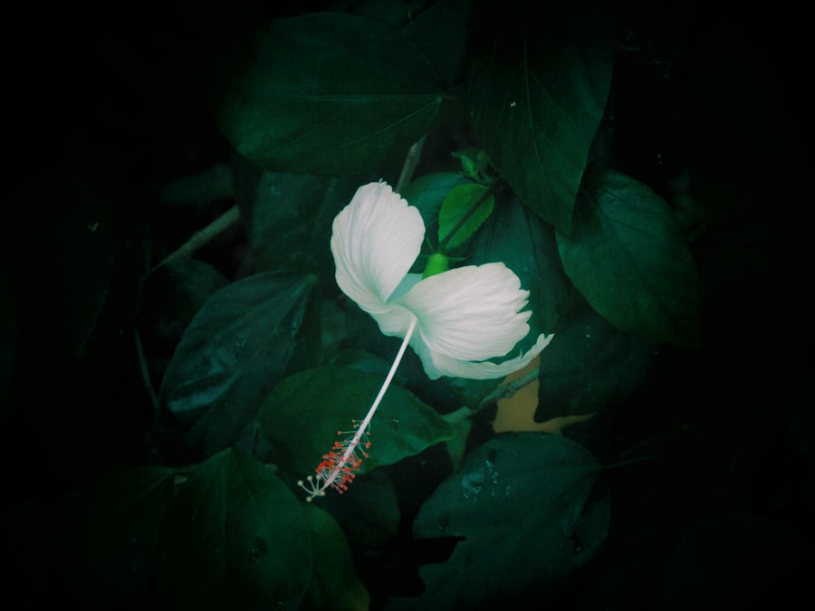 Photo Tuinverlichting