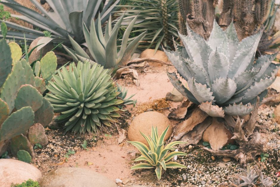 Droogtebestendige tuinen: planten die bloeien in de hitte