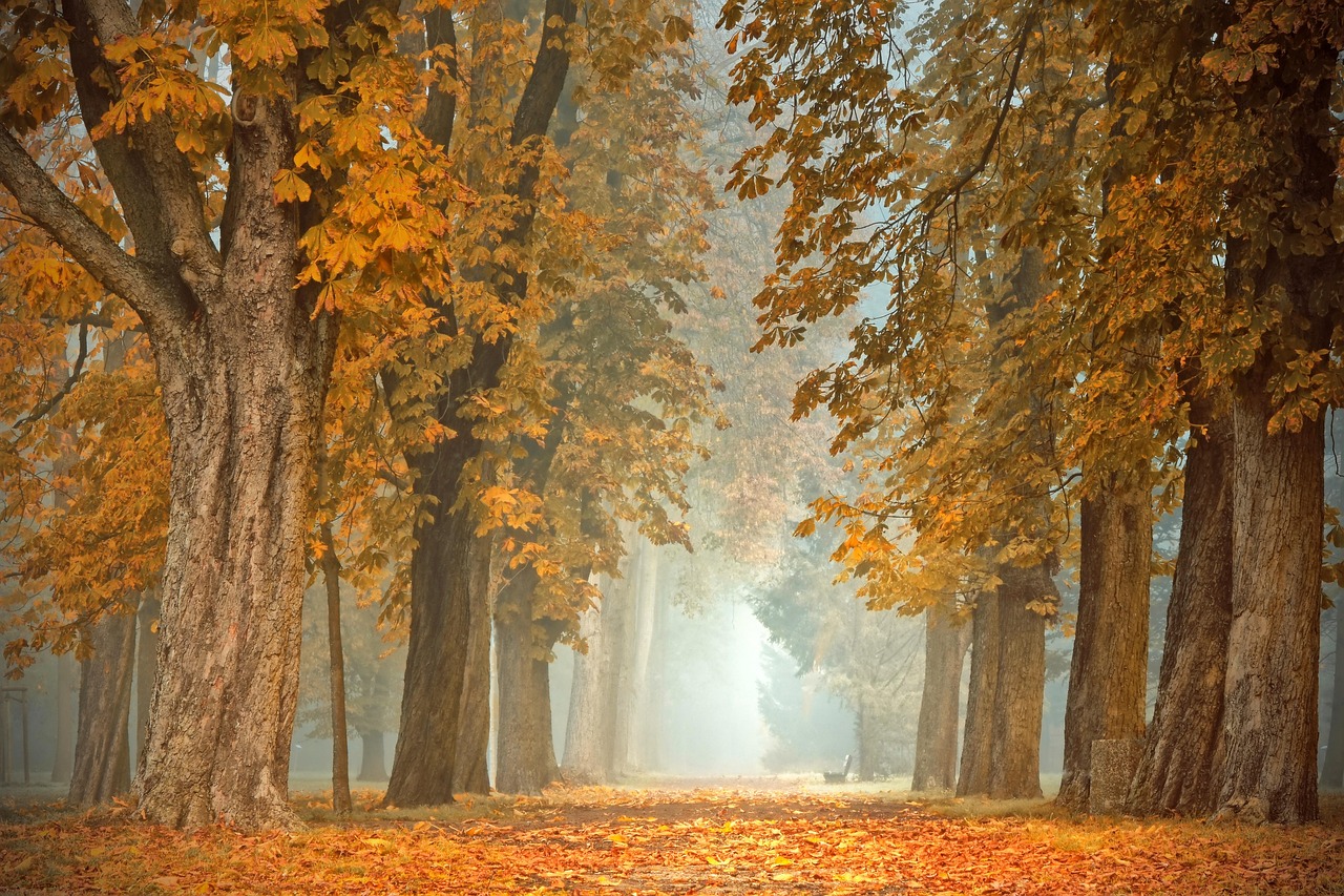 Gitaarspeler voor een herfstlandschap bij zonsondergang. Gitaarspeler voor een herfstlandschap bij zonsondergang.