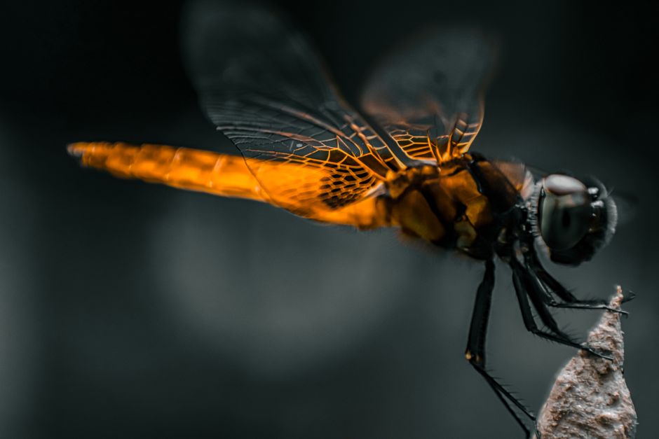 Verschillende insectvriendelijke tuinlampen naast bloembedden. Verschillende insectvriendelijke tuinlampen naast bloembedden.