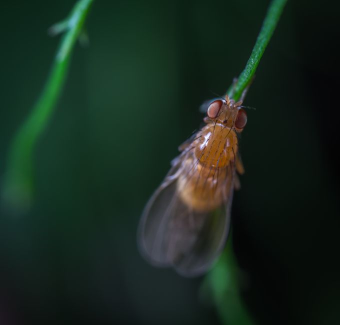 Insectenvriendelijke verlichting voor je tuin