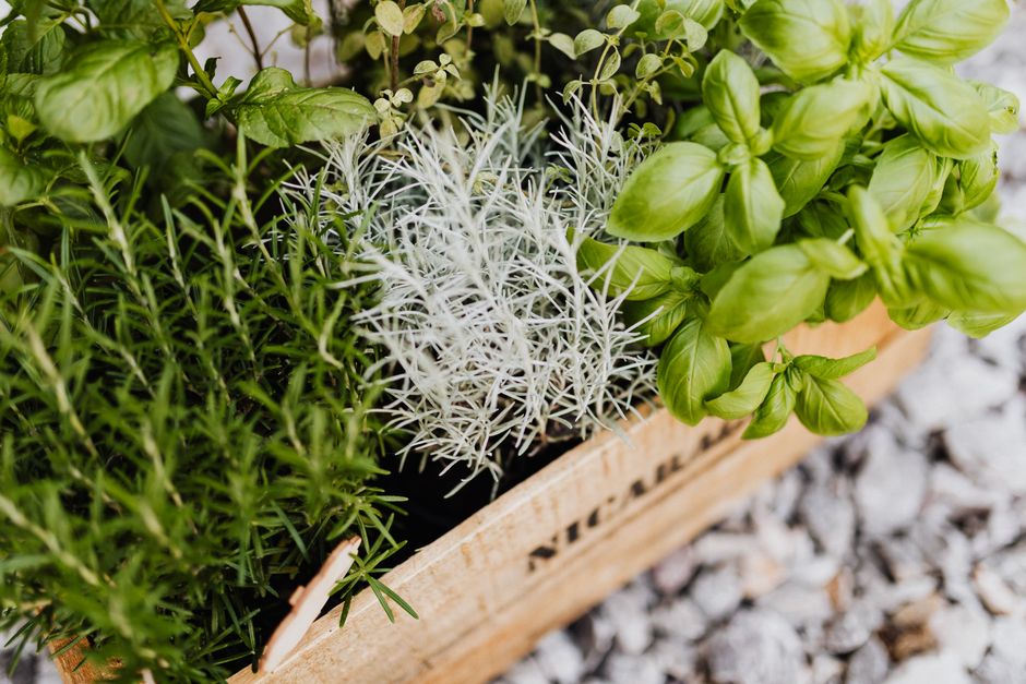 Transformeer je keuken met kruidentuinen: herfstplantgids