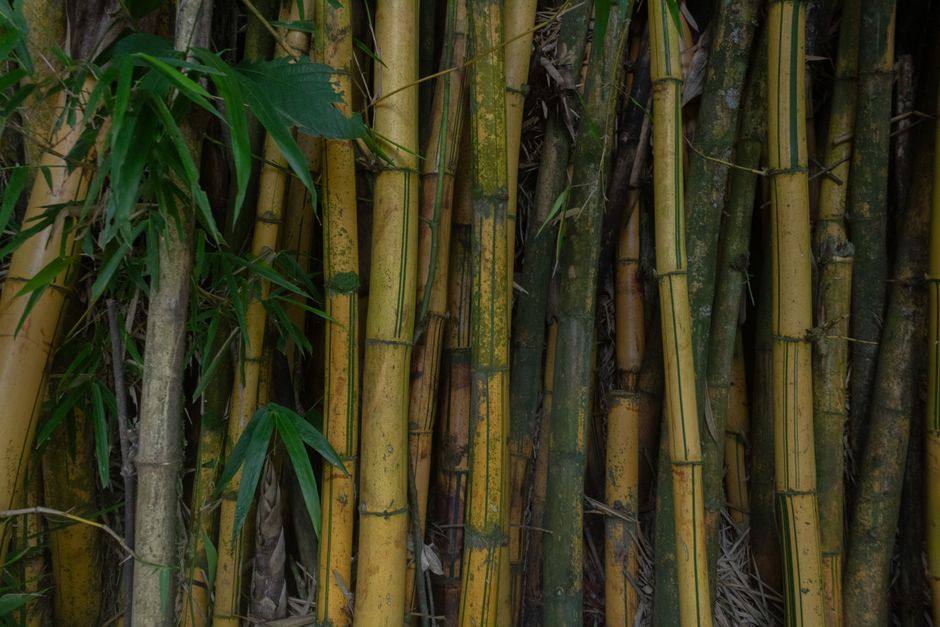 Zen met bamboe: hoe een bamboepaneel een kalme sfeer creëert